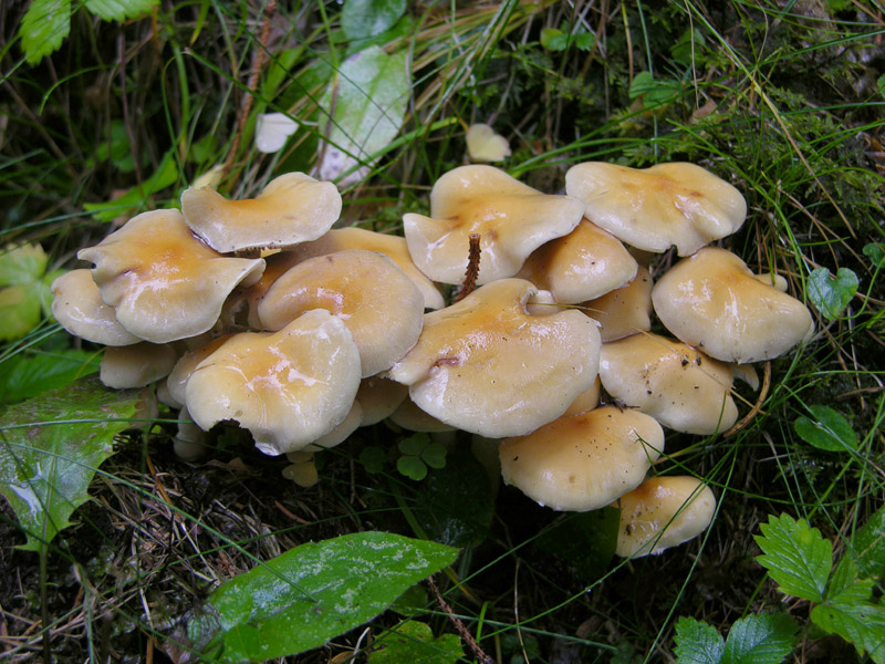 Hypholoma capnoides